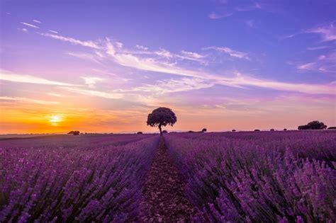 Campo De Lavanda Al Atardecer Con Flores Moradas Brihuega Guadalajara