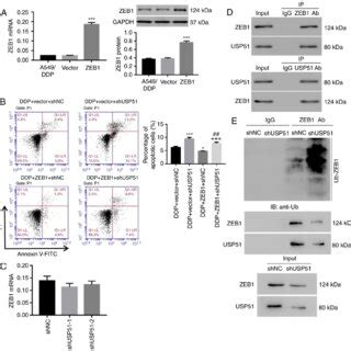 Knockdown Of Usp Decreases Ddp Resistance In A Ddp Cells By