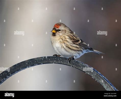 Common Redpoll Female Stock Photo - Alamy