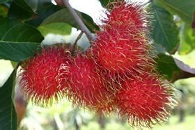 Record rambutan season | Article | Fruitnet