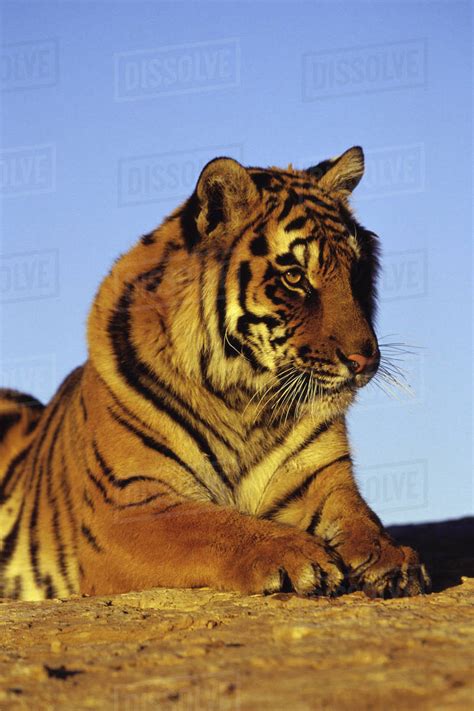 Close Up Of A Tiger Lying Down Panthera Tigris Stock Photo Dissolve