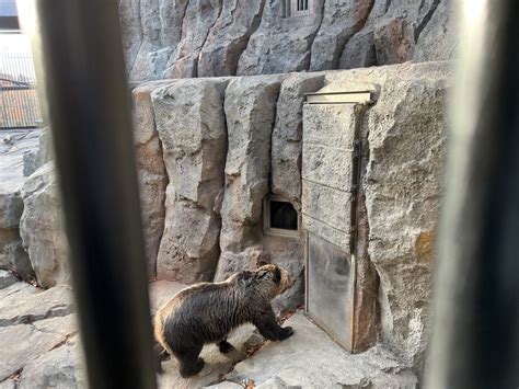 旭山動物園に「えぞひぐま館」がオープン めっちゃ北海道