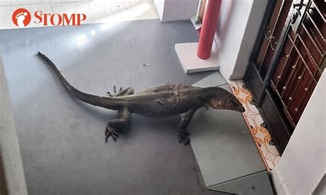 It Takes 4 People To Capture Hugeeee Monitor Lizard Outside Stomper S