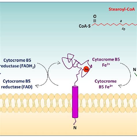 Desaturation Of Fatty Acids By Stearoyl Coa Desaturase Scd Scd