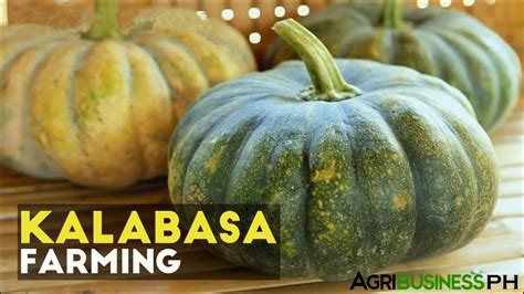 Squash Planting Tips How To Plant Squash In The Philippines Youtube