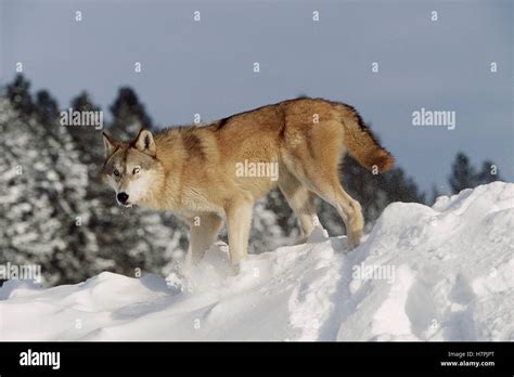 Timber Wolf Canis Lupus In Snow Montana Stock Photo Alamy