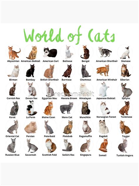 "World Cat Breeds" Poster for Sale by surecanmakeit | Redbubble