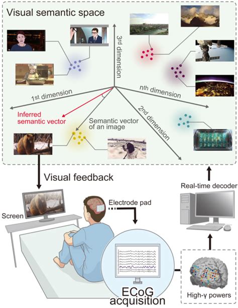 Fig Neural Decoding And Pat Image Eurekalert Science News Releases