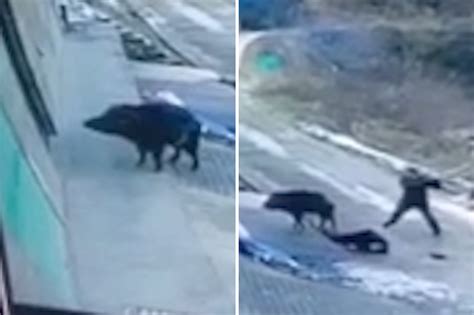 Video: Ferocious wild boar attack kills an elderly man | New York Post