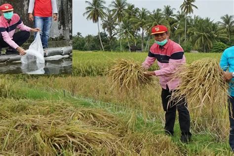 Sektor Pertanian Kehutanan Dan Perikanan Tetap Dominan Dalam Ekonomi