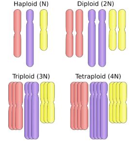 Overview Of Meiosis Mt Hood Community College Biology