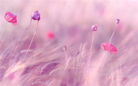 Pink Flowers Flowers Nature Pink Grass Hd Wallpaper Peakpx