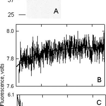 Binding Of Synaptopodin 2 To Ca 2 Calmodulin A SDS Gel Showing