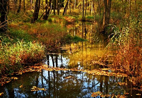 Fotos Gratis Paisaje árbol Agua Naturaleza Bosque Arroyo