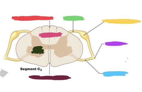 Lab Nervous System Flashcards Quizlet