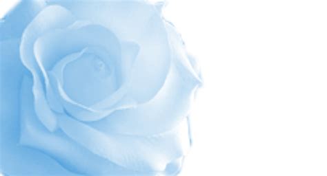 Blue Roses Background - WallpaperSafari