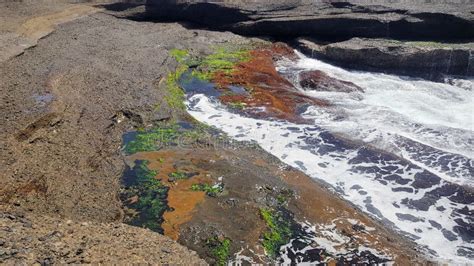 Plataforma Rochosa Na Praia Luonesa Algas Vermelhas E Verdes