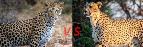 Leopard vs Cheetah Print | Incredible Kalahari Safaris 24