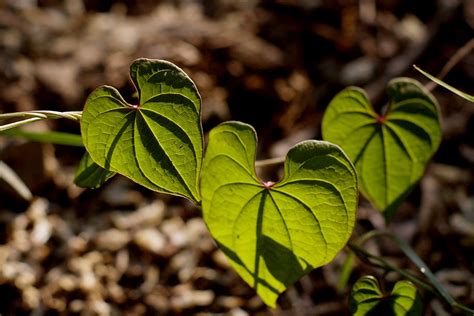 Ivy Tanaman Daun Foto Gratis Di Pixabay Pixabay