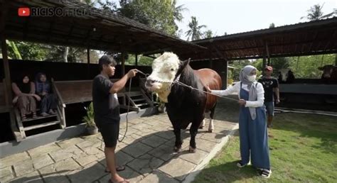 Artis Kurban Sapi Jumbo Untuk Idul Adha Bobotnya Lebih Dari