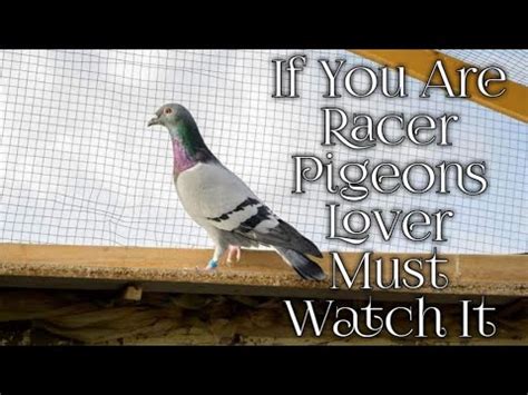 Kalat Loft Racer Kabutar Pigeon Racing Homing Racer Pigeons