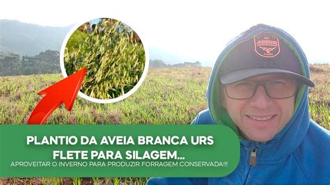 Plantio Aveia Branca URS FLETE P Silagem Aproveitar O Inverno