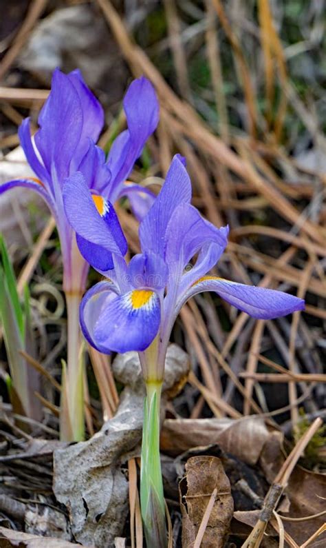 Dwarf Iris Appalachian Mountains Stock Photos - Free & Royalty-Free Stock Photos from Dreamstime