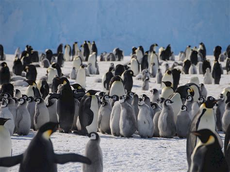 Emperor Penguin Australian Antarctic Program