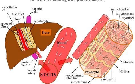 Table 1 from Myotoxicity of statins: Mechanism of action | Semantic Scholar