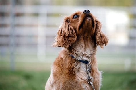 Conseils Pour Que Votre Chien Aboie Moins Ou Cesse D Aboyer Au