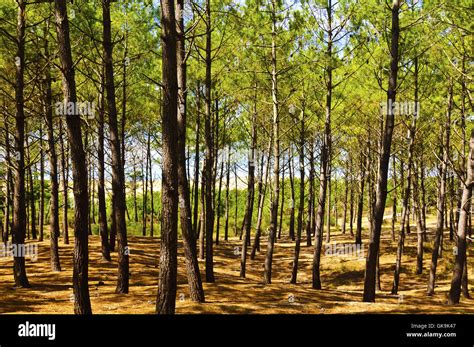 tree trees ground stock photo alamy