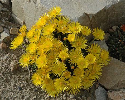 Bergeranthus Jamesii North American Rock Garden Society