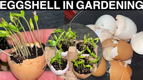 How To Use Eggshells For Plants Eggshells In The Garden Quick