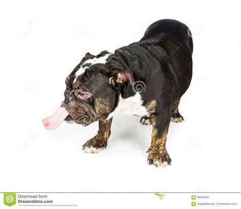 Lustiger Hund Der Heraus Zunge Haftet Um Zu Lecken Stockfoto Bild