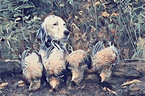 quail hunting tips | Shotgun Forum