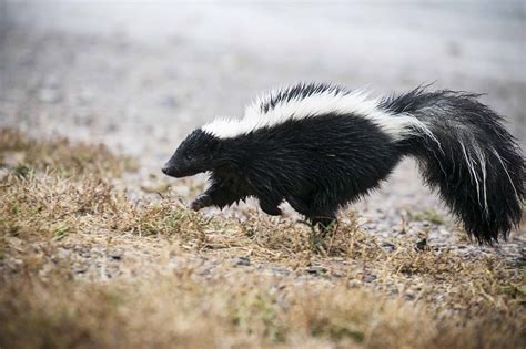 How Dangerous is Skunk Spray to Dogs?