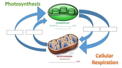 Photosynthesis Cellular Respiration Questions Terms And Yes Or No