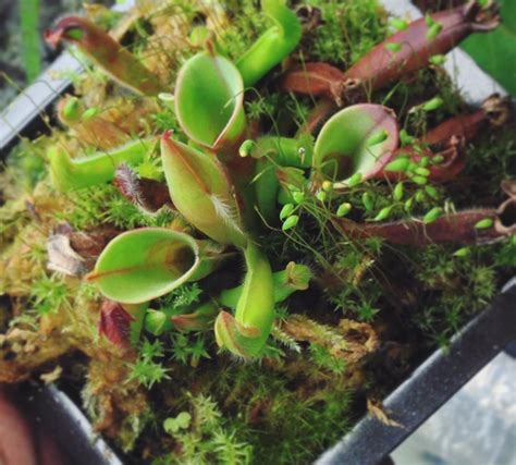 Heliamphora Pulchella Akopan Tepui Siru Flickr