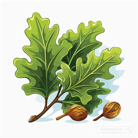 Oak Leaf Clip Art