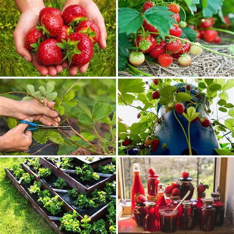 27 Strawberry Gardening Tips Everyone Should Follow