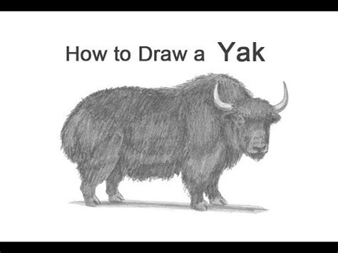 How To Draw A Yak YouTube