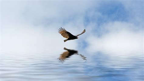 Nature birds wallpaper | (116963)