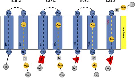 Figure 1 From Characterization Of Cauliflower Or Mutant Variants