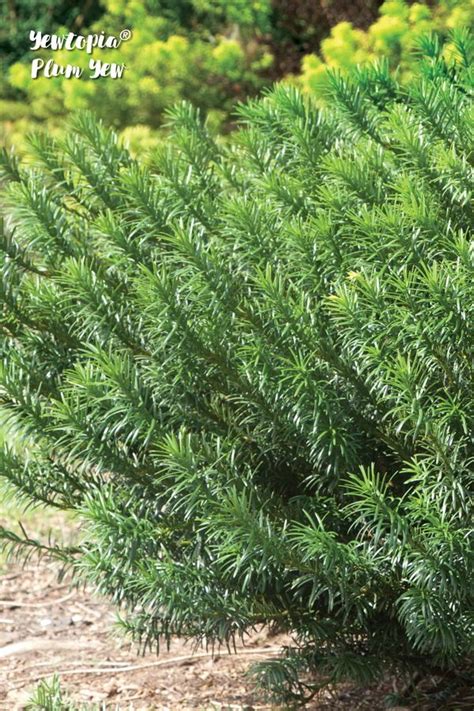 Yewtopia® Plum Yew Southern Living Plants Plants Yew Shrub