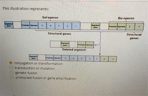 Solved This Illustration Represents Gal Operon Bio Operon And Opinipr