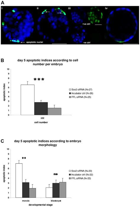 Assessment Of Apoptosis In Embryos Using The Tunel Assay A