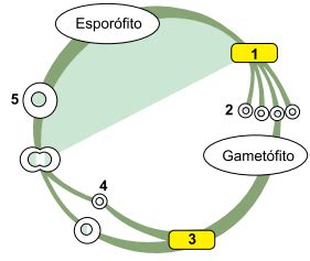 Questão O esquema ilustra o ciclo reprodutivo comum a todos os vegetais