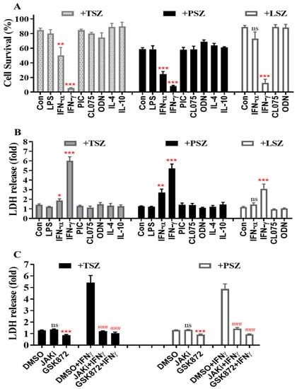 Cells Free Full Text Interferon γ Preferentially Promotes