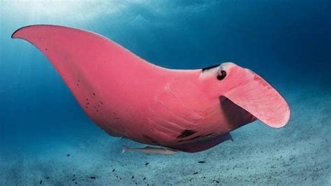 Arraia Manta Rosa Rara é Vista na Austrália Aquaristz