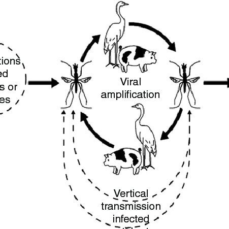 Transmission cycle of the Japanese encephalitis virus. | Download Scientific Diagram